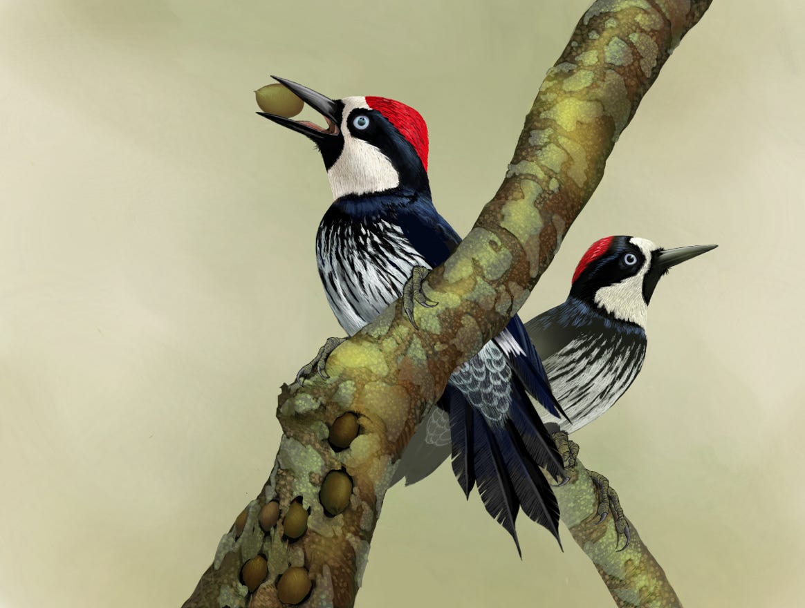 Original art by Bryan Pollock. Atelier trained, Bryan brings the mastery of fine art of line drawing and oil painting to the digital medium. Using Procreate software / app.   Family Picidae Genus Melanerpes. Common to Costa Rica.