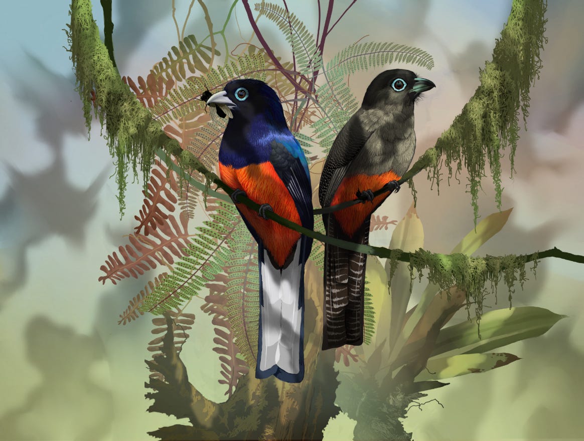 Endemic to Costa Rica and western Panama.  Original art by Bryan Pollock. Atelier trained, Bryan brings the mastery of fine art of line drawing and oil painting to the digital medium. Using Procreate software / app. Family Trogonidae Genus Trogon. 