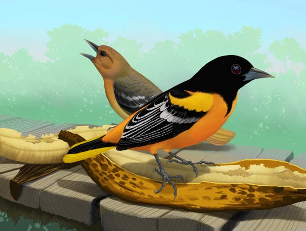 Original art by Bryan Pollock. Atelier trained, Bryan brings the mastery of fine art of line drawing and oil painting to the digital medium. Using Procreate software / app.  Family Icteridae Genus Icterus. Migrant to Costa Rica.