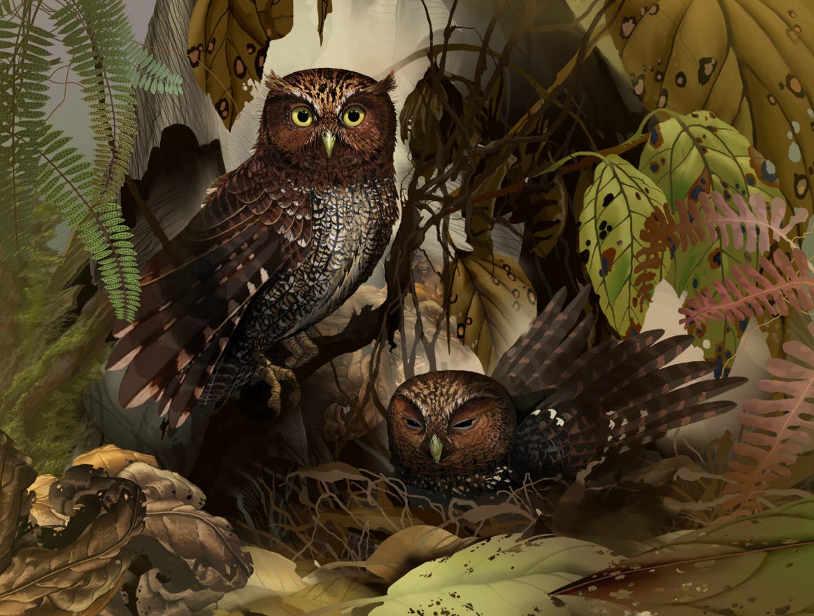 Endemic to Costa Rica, western Panama, extreme eastern Panama and extreme northwest Colombia. Original art by Bryan Pollock. Atelier trained, Bryan brings the mastery of fine art of line drawing and oil painting to the digital medium. Using Procreate software / app. Family Strigidae Genus Megascops. 