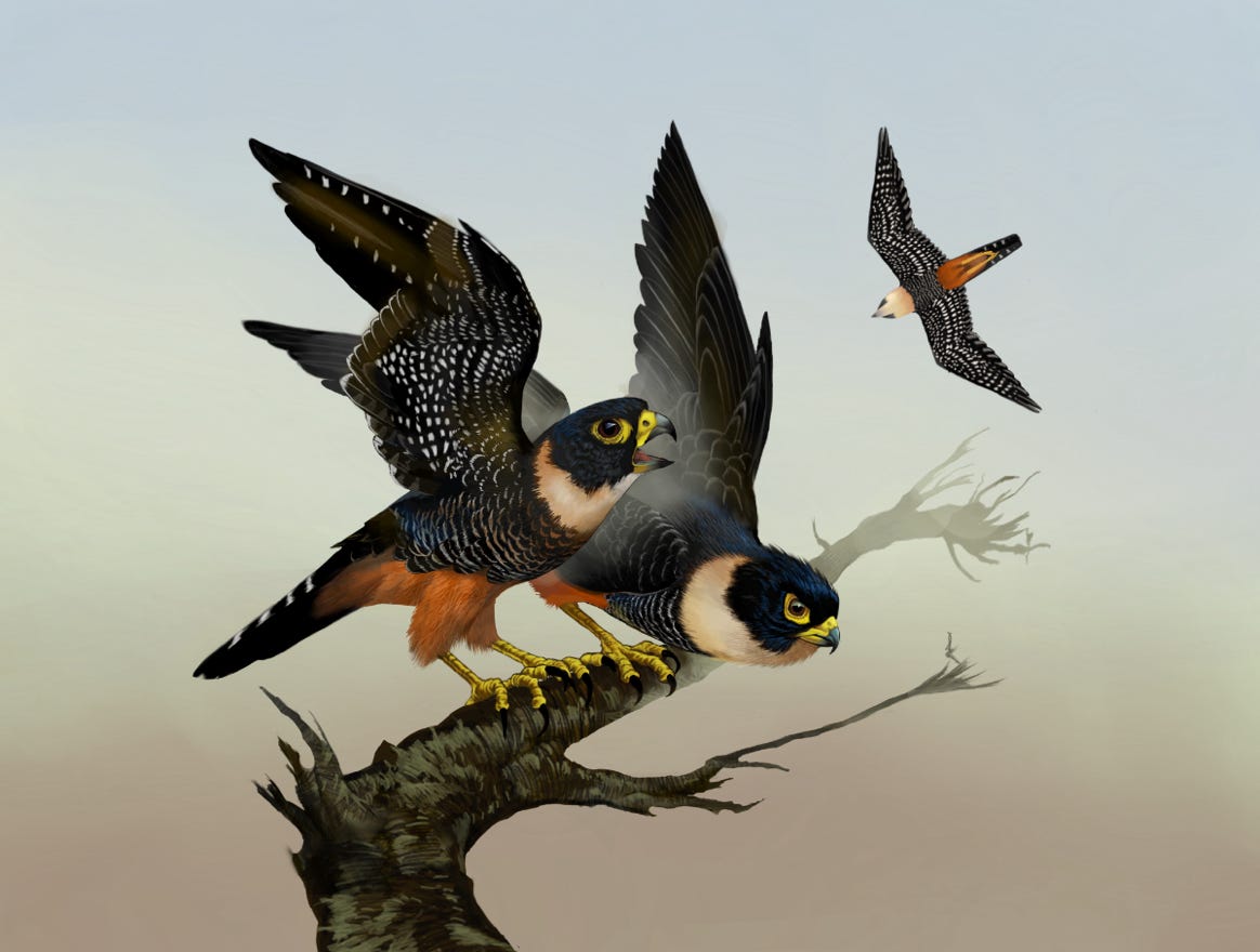 Original art by Bryan Pollock. Atelier trained, Bryan brings the mastery of fine art of line drawing and oil painting to the digital medium. Using Procreate software / app. Family Falconidae Genus Falco. Common to Costa Rica.