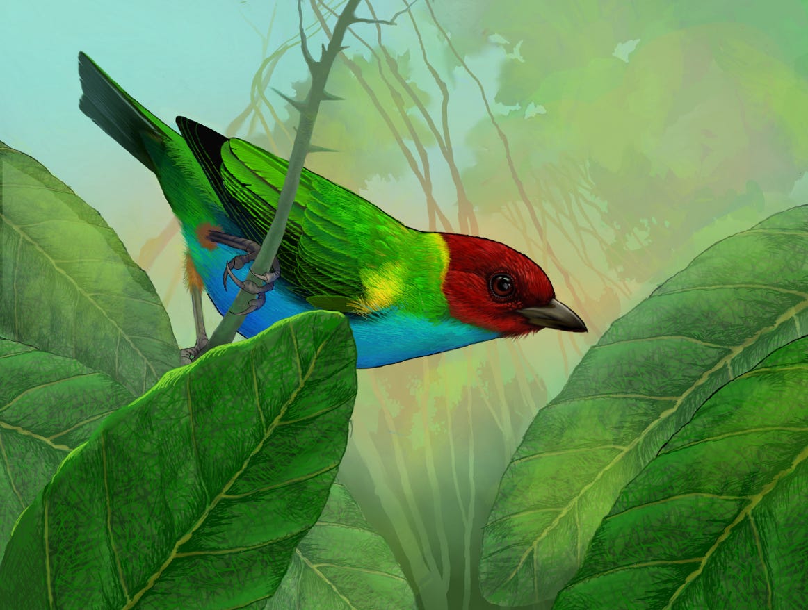 Original art by Bryan Pollock. Atelier trained, Bryan brings the mastery of fine art of line drawing and oil painting to the digital medium. Using Procreate software / app.  Family Thraupidae Genus Tangara. Common to Costa Rica.