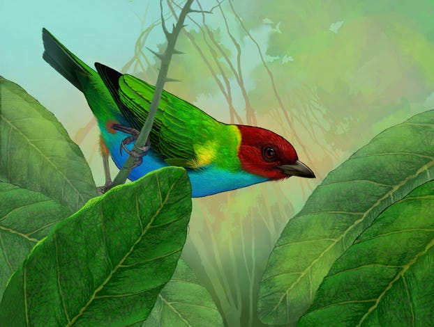 Original art by Bryan Pollock. Atelier trained, Bryan brings the mastery of fine art of line drawing and oil painting to the digital medium. Using Procreate software / app.  Family Thraupidae Genus Tangara. Common to Costa Rica.