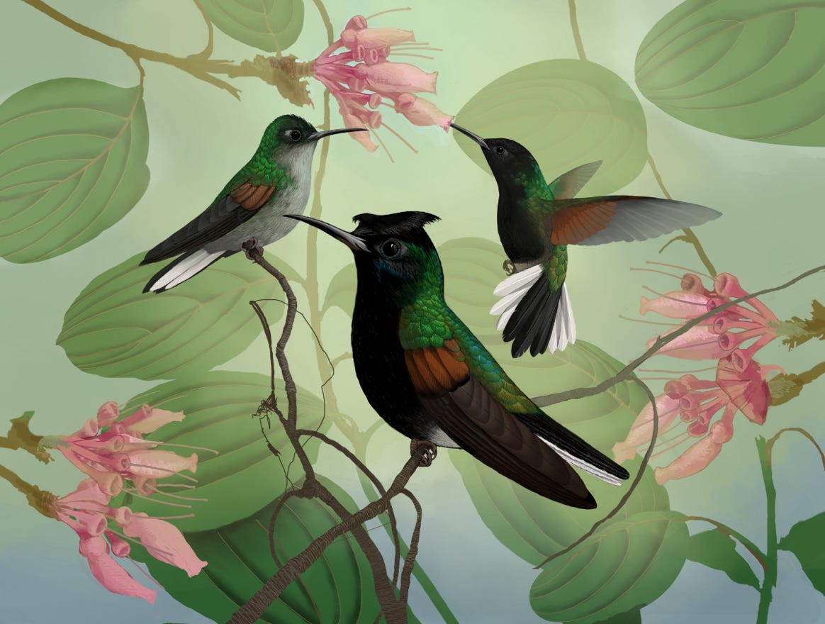 Endemic to Costa Rica and western Panama. Original art by Bryan Pollock. Atelier trained, Bryan brings the mastery of fine art of line drawing and oil painting to the digital medium. Using Procreate software / app. Family Trochilidae Genus Eupherusa . 