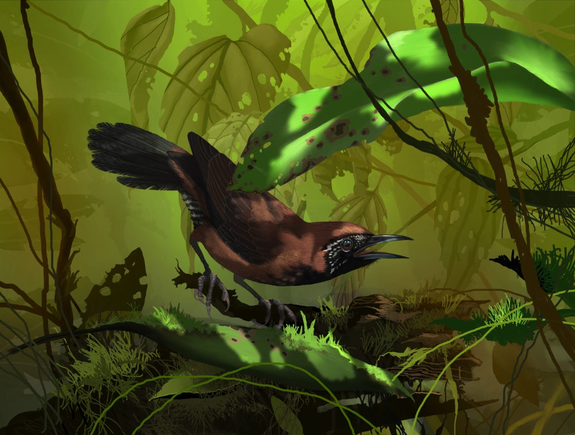 Endemic to eastern Nicaragua, Costa Rica and western Panama. Original art by Bryan Pollock. Atelier trained, Bryan brings the mastery of fine art of line drawing and oil painting to the digital medium. Using Procreate software / app.  Family Troglodytidae Genus Pheugopedius. 