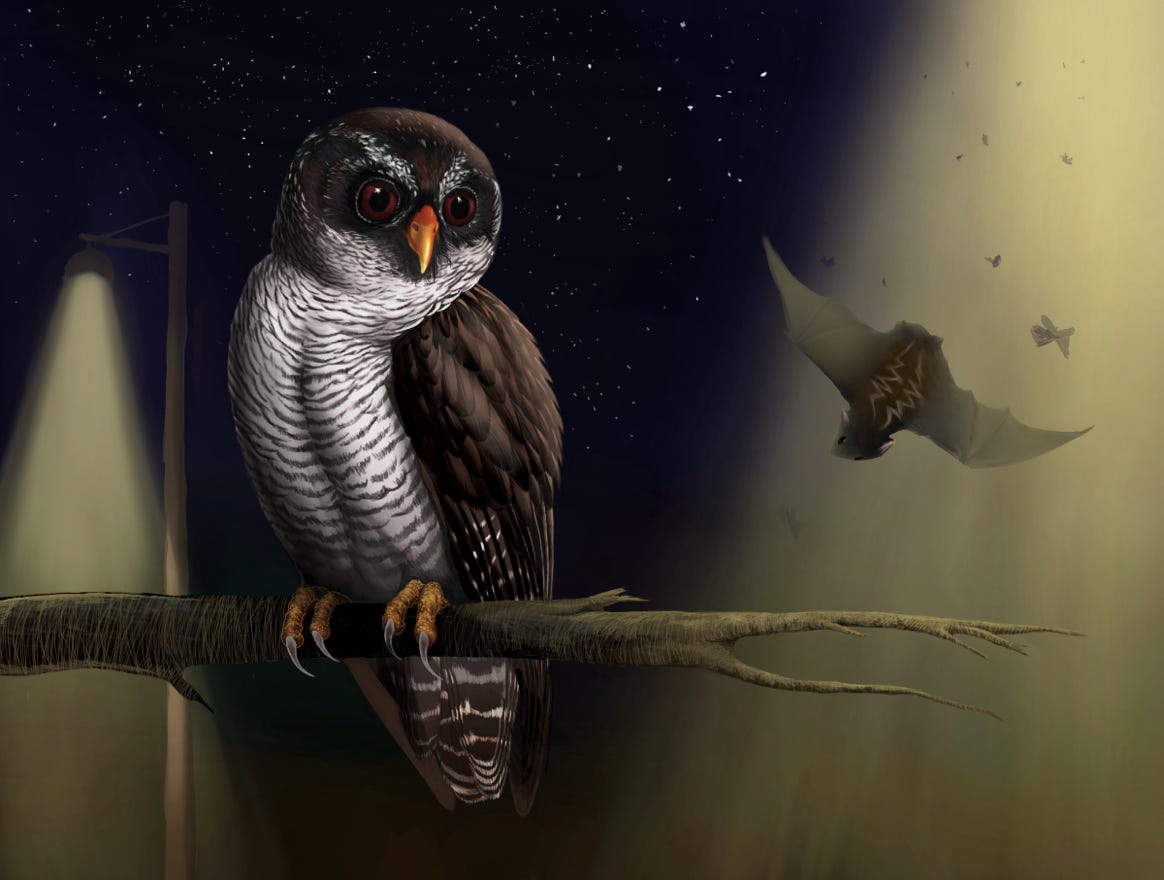 Original art by Bryan Pollock. Atelier trained, Bryan brings the mastery of fine art of line drawing and oil painting to the digital medium. Using Procreate software / app. Family Strigidae Genus Ciccaba. Common to Costa Rica.