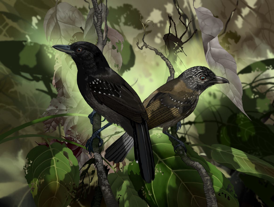 Endemic; confined to the Pacific slope of Costa Rica and adjacent western Panama. Original art by Bryan Pollock. Atelier trained, Bryan brings the mastery of fine art of line drawing and oil painting to the digital medium. Using Procreate software / app.   Family Thamnophilidae Genus Thamnophilus. 