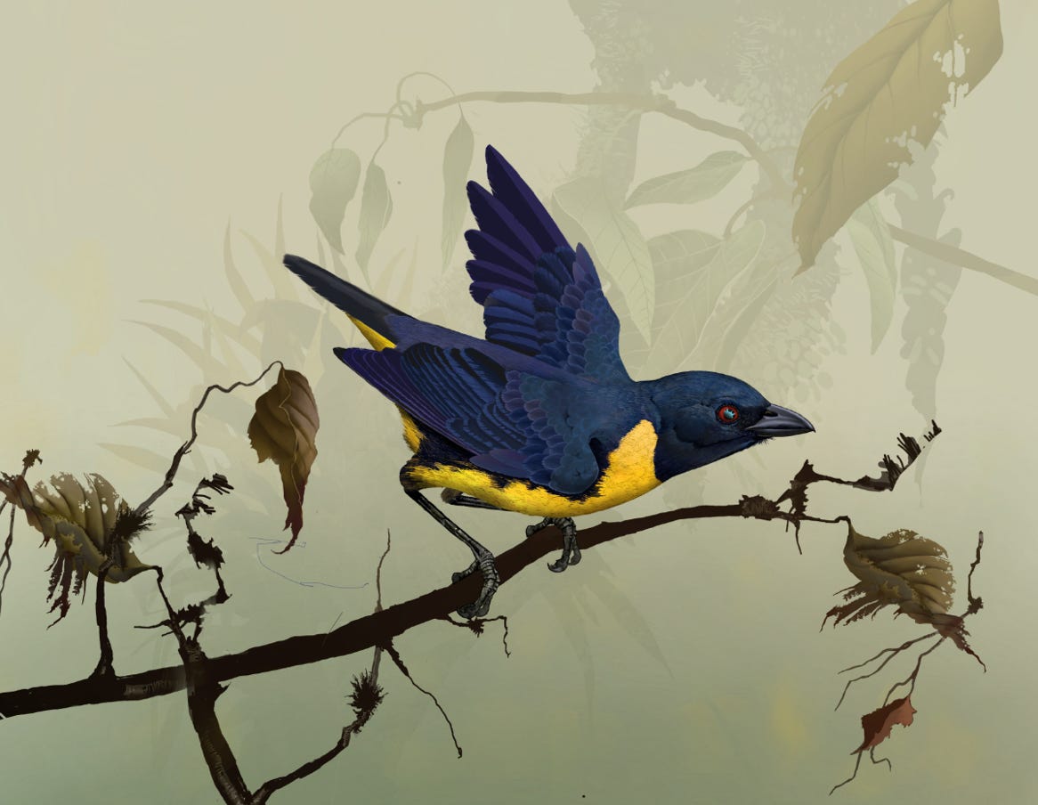 Endemic to Costa Rica and western Panama. Original art by Bryan Pollock. Atelier trained, Bryan brings the mastery of fine art of line drawing and oil painting to the digital medium. Using Procreate software / app.  Family Thraupidae  Genus Bangsia. Common to Costa Rica.