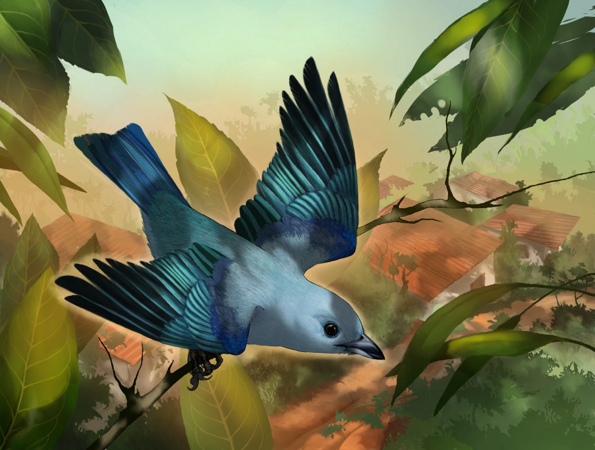 Original art by Bryan Pollock. Atelier trained, Bryan brings the mastery of fine art of line drawing and oil painting to the digital medium. Using Procreate software / app. Family Thraupidae Genus Thraupis. Common to Costa Rica. 