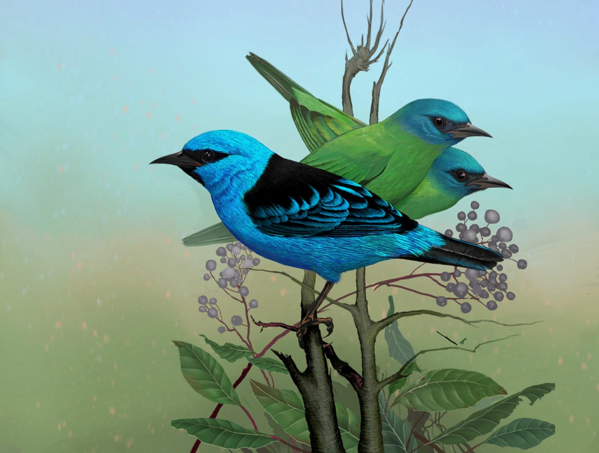 Original art by Bryan Pollock. Atelier trained, Bryan brings the mastery of fine art of line drawing and oil painting to the digital medium. Using Procreate software / app.  Family Thraupidae Genus Dacnis. Common to Costa Rica.