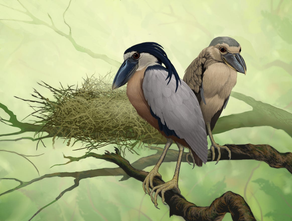 Original art by Bryan Pollock. Atelier trained, Bryan brings the mastery of fine art of line drawing and oil painting to the digital medium. Using Procreate software / app.   Family Ardeidae Genus Cochlearius. Common to Costa Rica.