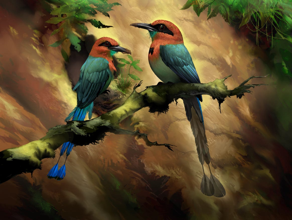 Original art by Bryan Pollock. Atelier trained, Bryan brings the mastery of fine art of line drawing and oil painting to the digital medium. Using Procreate software / app. Family Momotidae Genus Electron.  Common to Costa Rica. 