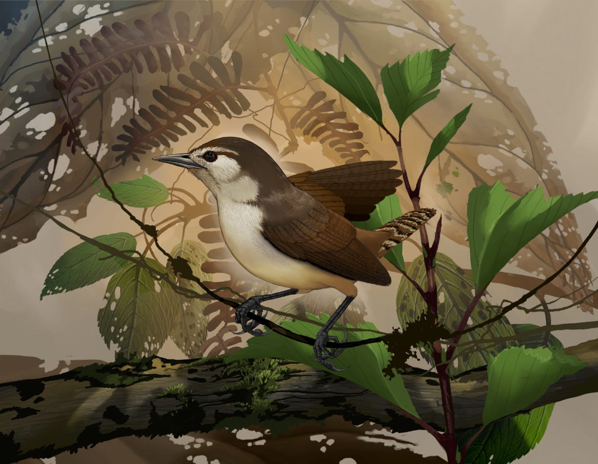 Endemic; confined to the Caribbean slope, from Nicaragua south through Costa Rica to western Panama. Original art by Bryan Pollock. Atelier trained, Bryan brings the mastery of fine art of line drawing and oil painting to the digital medium. Using Procreate software / app.  Family Troglodytidae Genus Cantorchilus. 