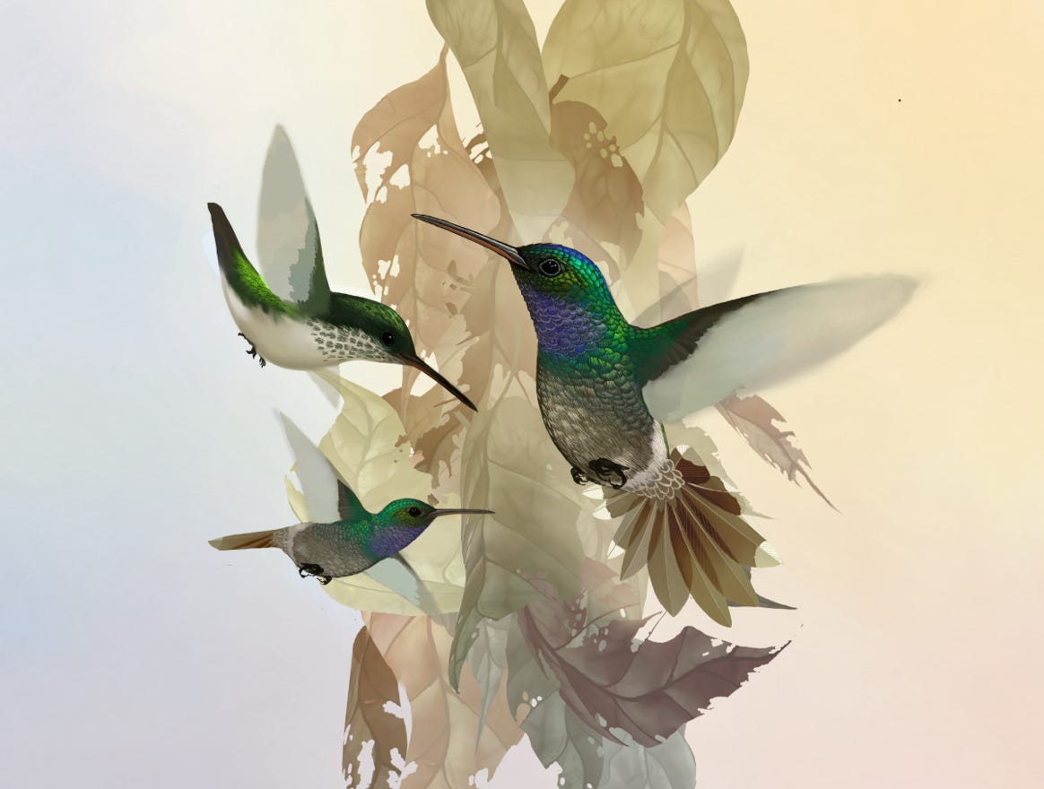 Endemic to Costa Rica and western Panama.Original art by Bryan Pollock. Atelier trained, Bryan brings the mastery of fine art of line drawing and oil painting to the digital medium. Using Procreate software / app. Family Trochilidae Genus Amazilia.  