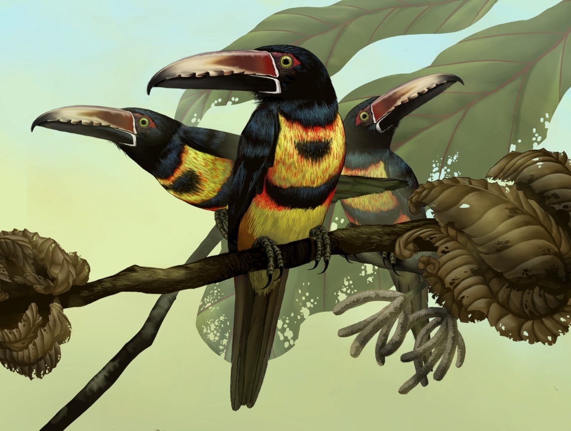 Original art by Bryan Pollock. Atelier trained, Bryan brings the mastery of fine art of line drawing and oil painting to the digital medium. Using Procreate software / app. Family Ramphastidae Genus Pteroglossus. Common to Costa Rica.