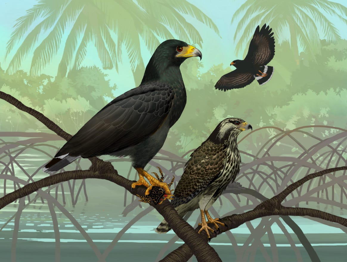 Original art by Bryan Pollock. Atelier trained, Bryan brings the mastery of fine art of line drawing and oil painting to the digital medium. Using Procreate software / app. Family Accipitridae Genus Buteogallus. Common to Costa Rica.