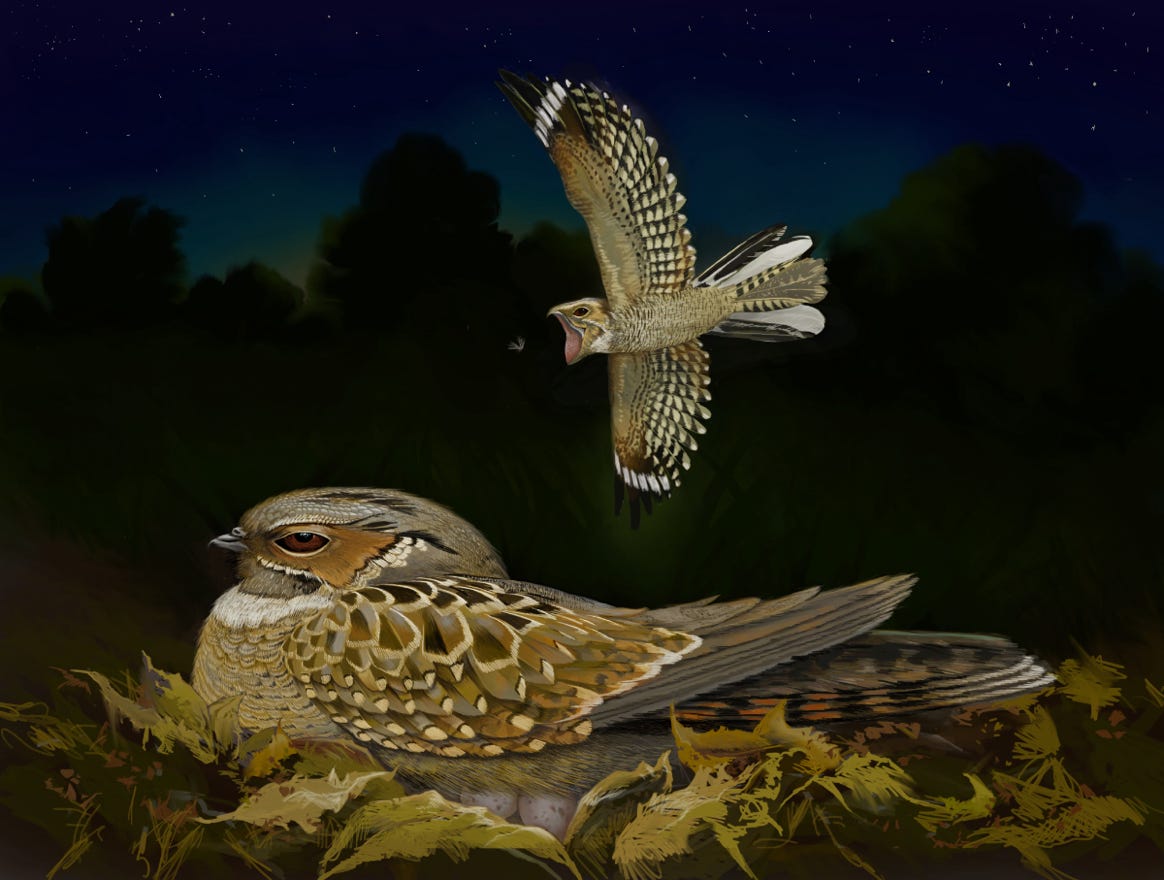 Original art by Bryan Pollock. Atelier trained, Bryan brings the mastery of fine art of line drawing and oil painting to the digital medium. Using Procreate software / app.   Family Caprimulgidae Genus Nyctidromus. Common to Costa Rica.