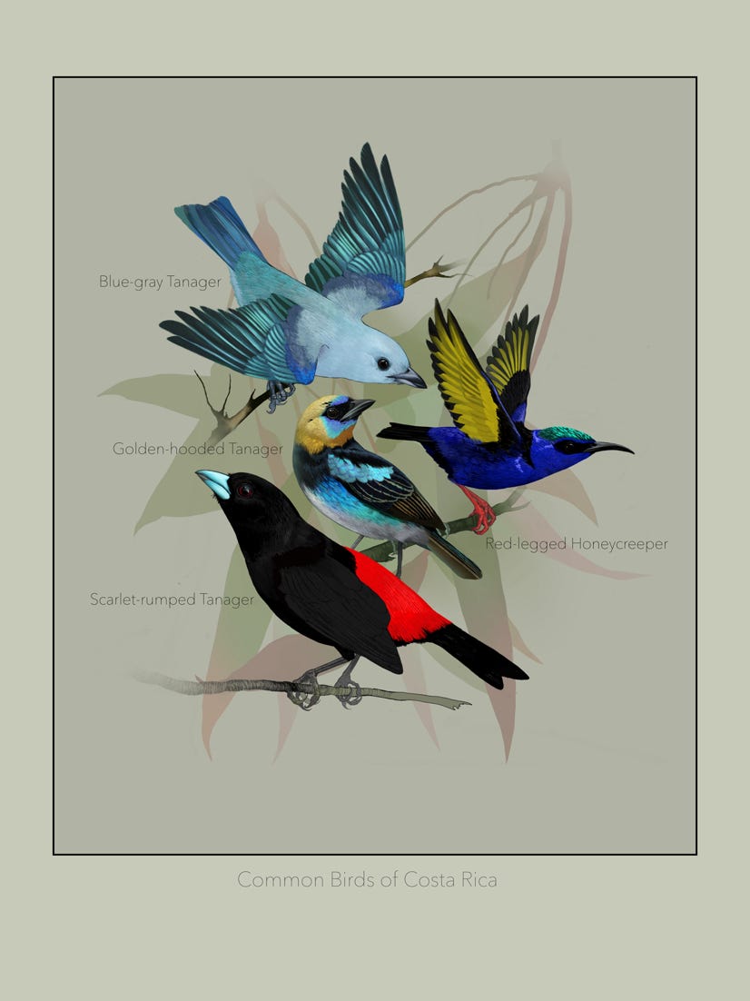 Original art by Bryan Pollock. Atelier trained, Bryan brings the mastery of fine art of line drawing and oil painting to the digital medium. Using Procreate software / app. Common birds found throughout Costa Rica.