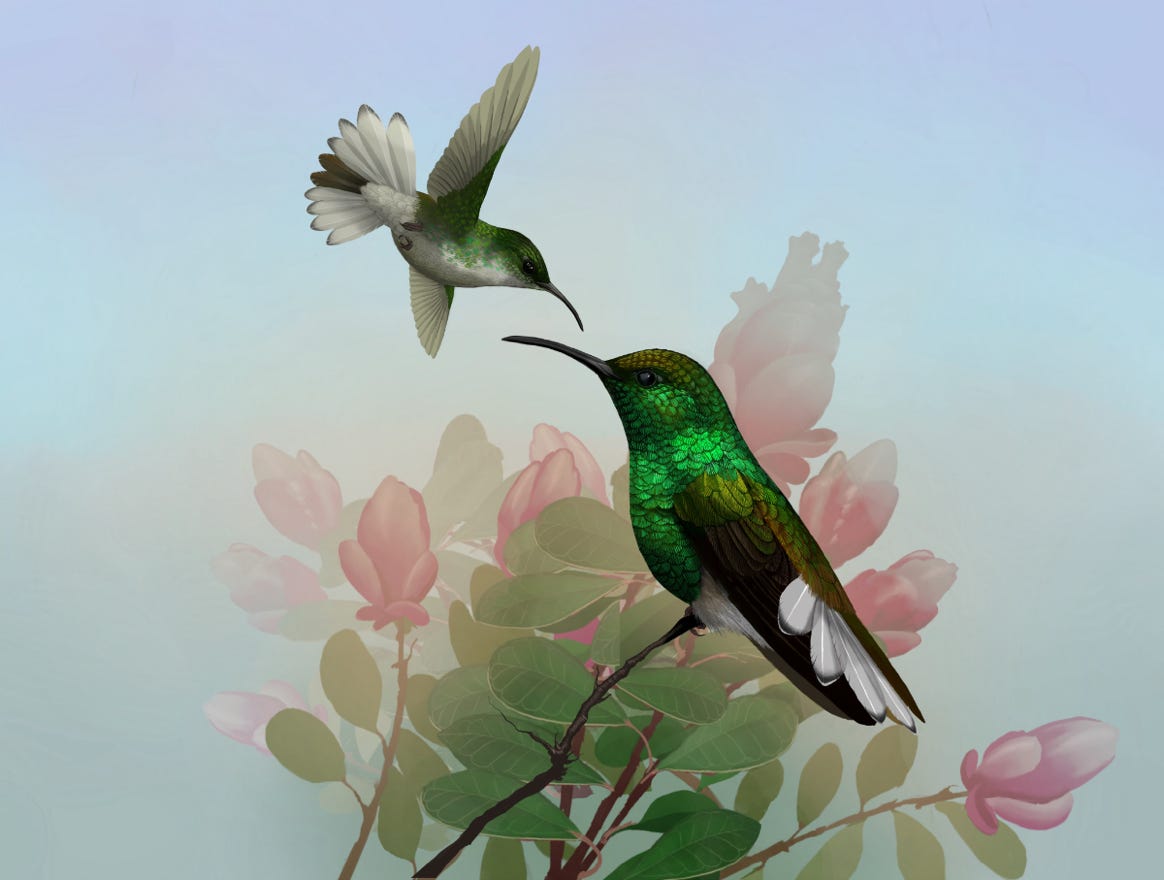 Endemic to Costa Rica. Original art by Bryan Pollock. Atelier trained, Bryan brings the mastery of fine art of line drawing and oil painting to the digital medium. Using Procreate software / app. Family Trochilidae Genus Elvira . 