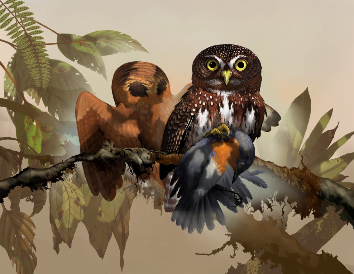 Endemic to Costa Rica and western Panama. Original art by Bryan Pollock. Atelier trained, Bryan brings the mastery of fine art of line drawing and oil painting to the digital medium. Using Procreate software / app. Family Strigidae Genus Glaucidium. 