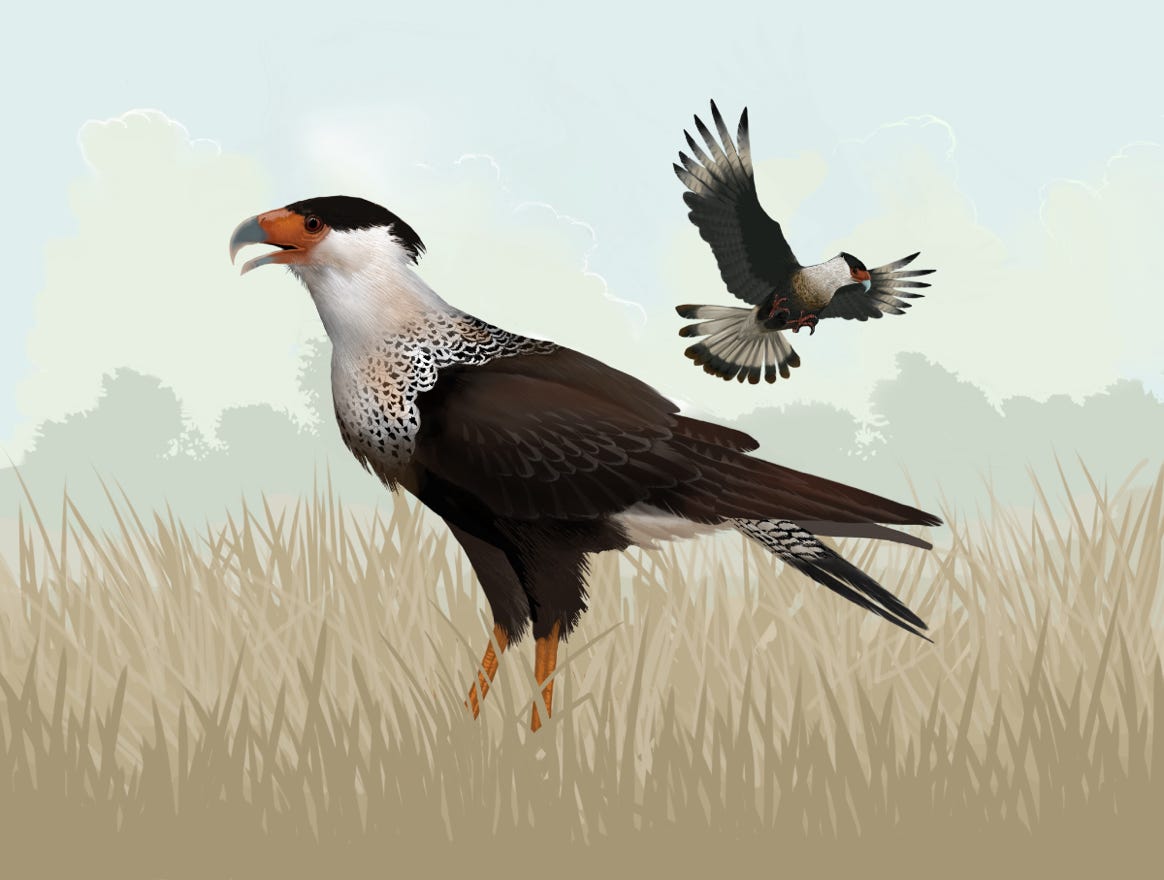Original art by Bryan Pollock. Atelier trained, Bryan brings the mastery of fine art of line drawing and oil painting to the digital medium. Using Procreate software / app. Family Falconidae Genus Caracara.  Common to Costa Rica. 
