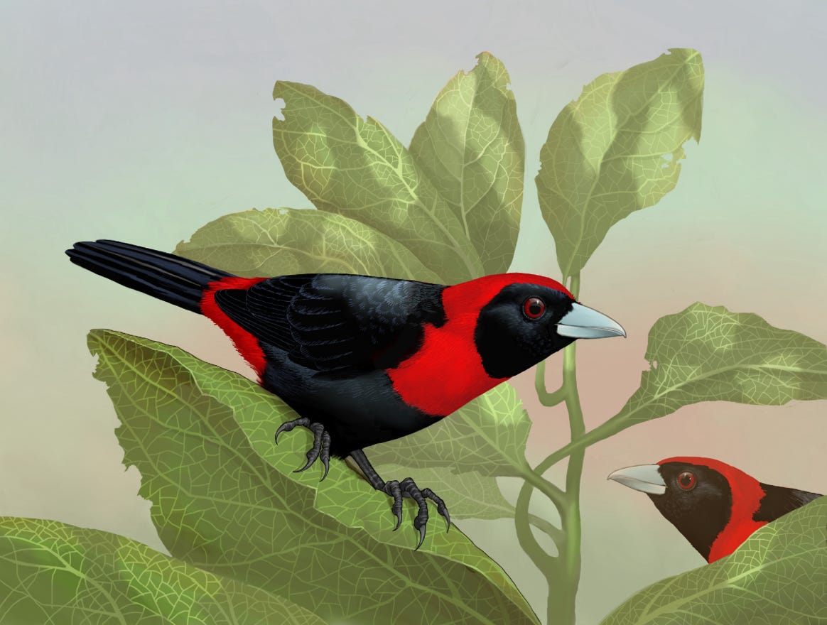 Original art by Bryan Pollock. Atelier trained, Bryan brings the mastery of fine art of line drawing and oil painting to the digital medium. Using Procreate software / app.  Family Thraupidae Genus Ramphocelus. Common to Costa Rica.