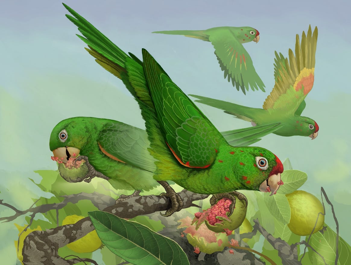 Endemic to Nicaragua, Costa Rica and western Panama. Original art by Bryan Pollock. Atelier trained, Bryan brings the mastery of fine art of line drawing and oil painting to the digital medium. Using Procreate software / app. Family Psittacidae Genus Psittacara.  