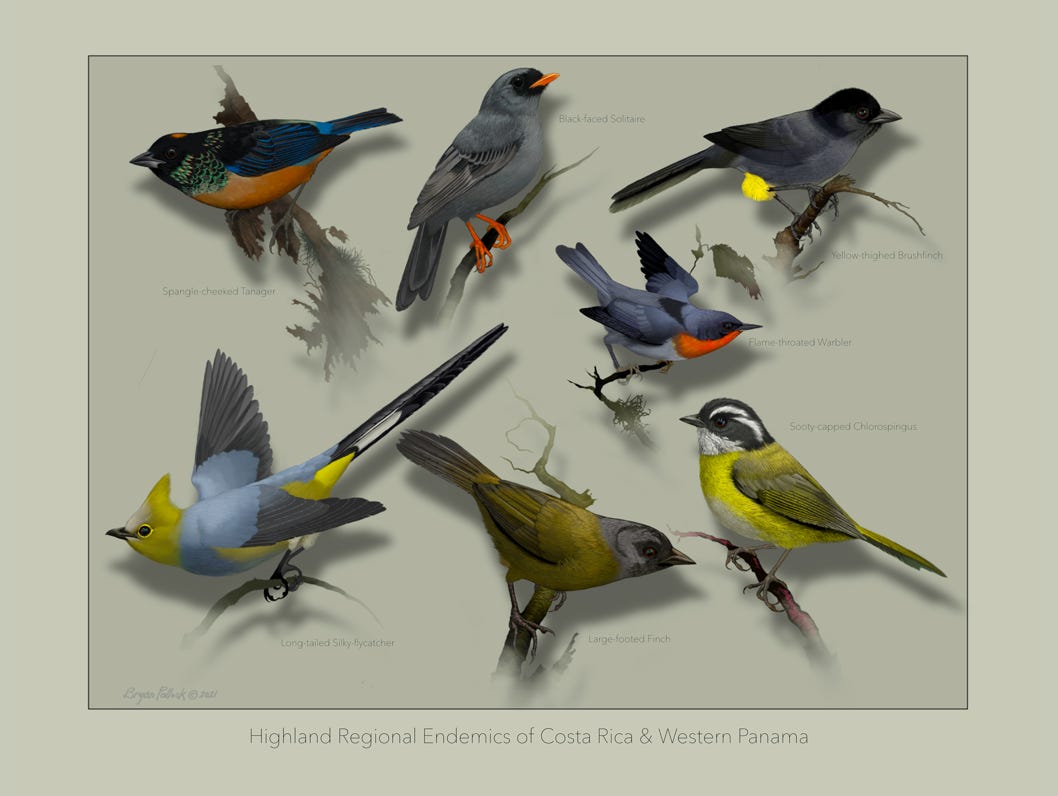 Original art by Bryan Pollock. Atelier trained, Bryan brings the mastery of fine art of line drawing and oil painting to the digital medium. Using Procreate software / app. Family Trochilidae Genus Panterpe. Endemic to Costa Rica and western Panama. 