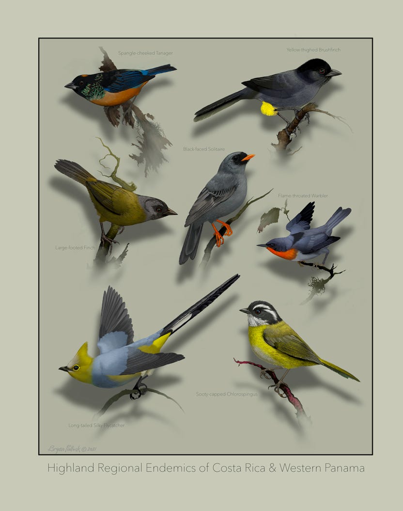 Original art by Bryan Pollock. Atelier trained, Bryan brings the mastery of fine art of line drawing and oil painting to the digital medium. Using Procreate software / app. Family Trochilidae Genus Elvira . Endemic to Costa Rica. 