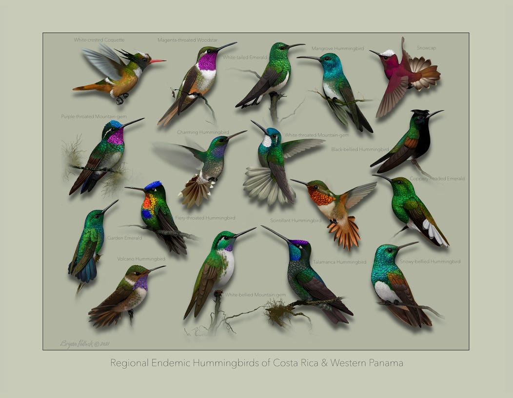 Original art by Bryan Pollock. Atelier trained, Bryan brings the mastery of fine art of line drawing and oil painting to the digital medium. Using Procreate software / app. Family Trochilidae Genus Eupherusa . Endemic to Costa Rica and western Panama. 