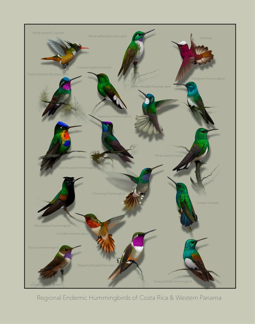 Original art by Bryan Pollock. Atelier trained, Bryan brings the mastery of fine art of line drawing and oil painting to the digital medium. Using Procreate software / app. Family Trochilidae Genus Philodice. Endemic to Costa Rica and western Panama.