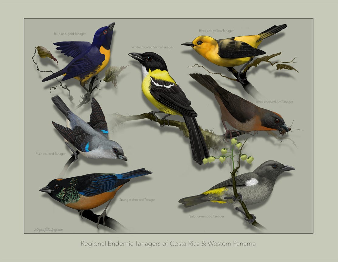 Original art by Bryan Pollock. Atelier trained, Bryan brings the mastery of fine art of line drawing and oil painting to the digital medium. Using Procreate software / app. Family Trochilidae Genus Amazilia. Endemic to Costa Rica. 