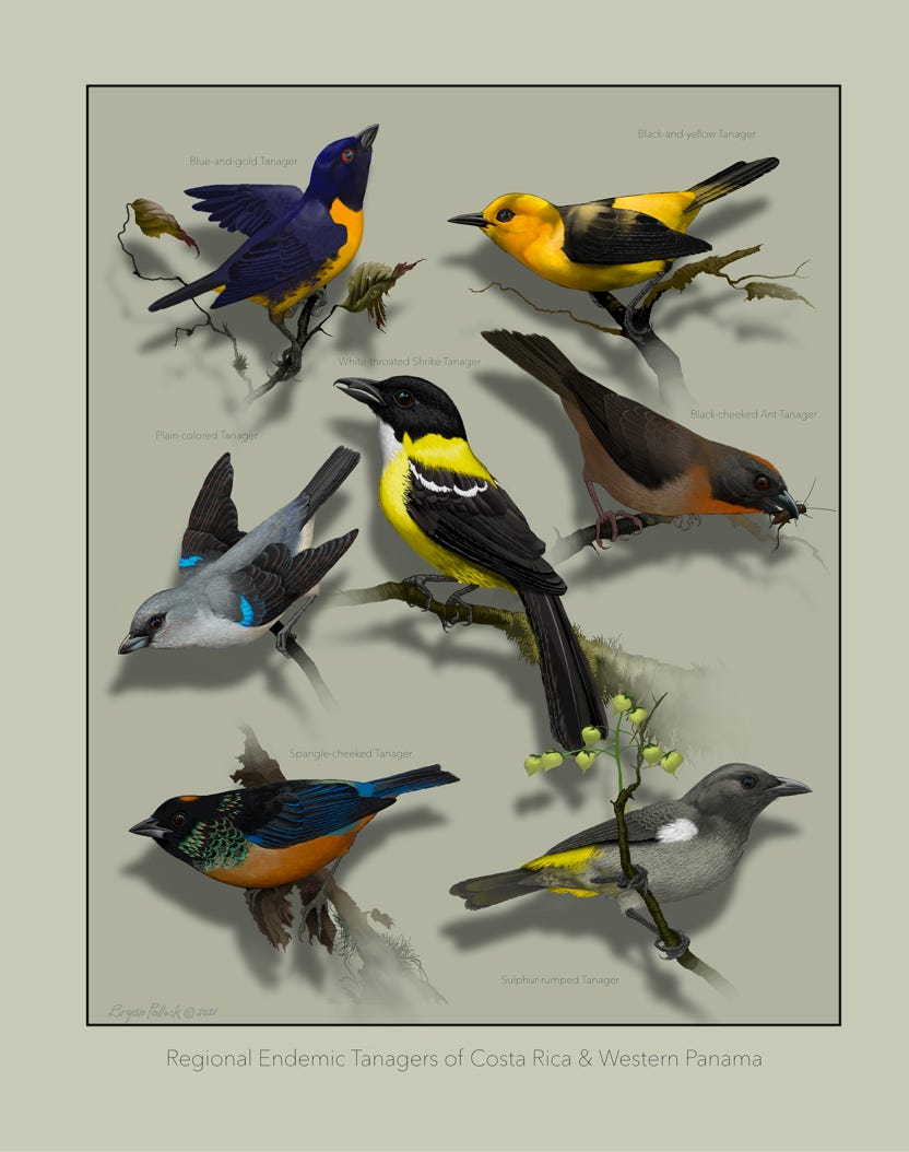 Original art by Bryan Pollock. Atelier trained, Bryan brings the mastery of fine art of line drawing and oil painting to the digital medium. Using Procreate software / app. Family Trochilidae Genus Selasphorus. Endemic to Costa Rica and western Panama. 