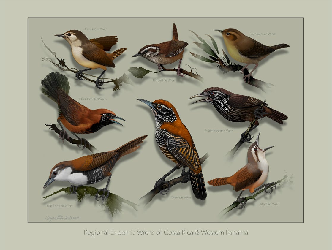 Original art by Bryan Pollock. Atelier trained, Bryan brings the mastery of fine art of line drawing and oil painting to the digital medium. Using Procreate software / app. Family Trochilidae Genus Colibri. Common to Costa Rica. 