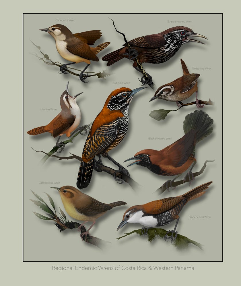 Original art by Bryan Pollock. Atelier trained, Bryan brings the mastery of fine art of line drawing and oil painting to the digital medium. Using Procreate software / app. Family Trochilidae Genus Lampornis. Endemic to Costa Rica and western Panama. 