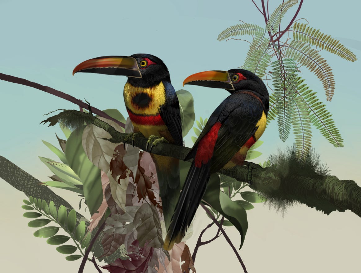 Endemic to Costa Rica and western Panama. Original art by Bryan Pollock. Atelier trained, Bryan brings the mastery of fine art of line drawing and oil painting to the digital medium. Using Procreate software / app. Family Ramphastidae Genus Pteroglossus. 