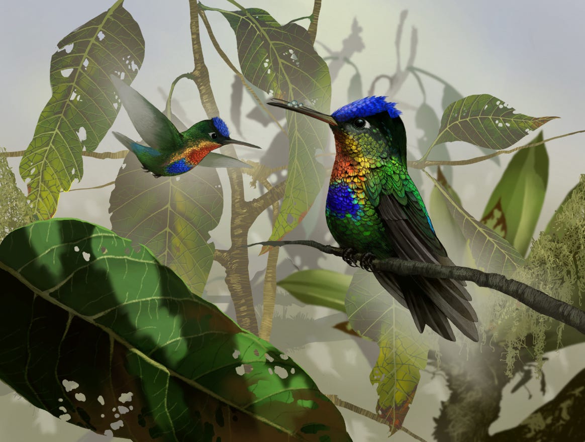 Endemic to Costa Rica and western Panama. Original art by Bryan Pollock. Atelier trained, Bryan brings the mastery of fine art of line drawing and oil painting to the digital medium. Using Procreate software / app. Family Trochilidae Genus Panterpe.  