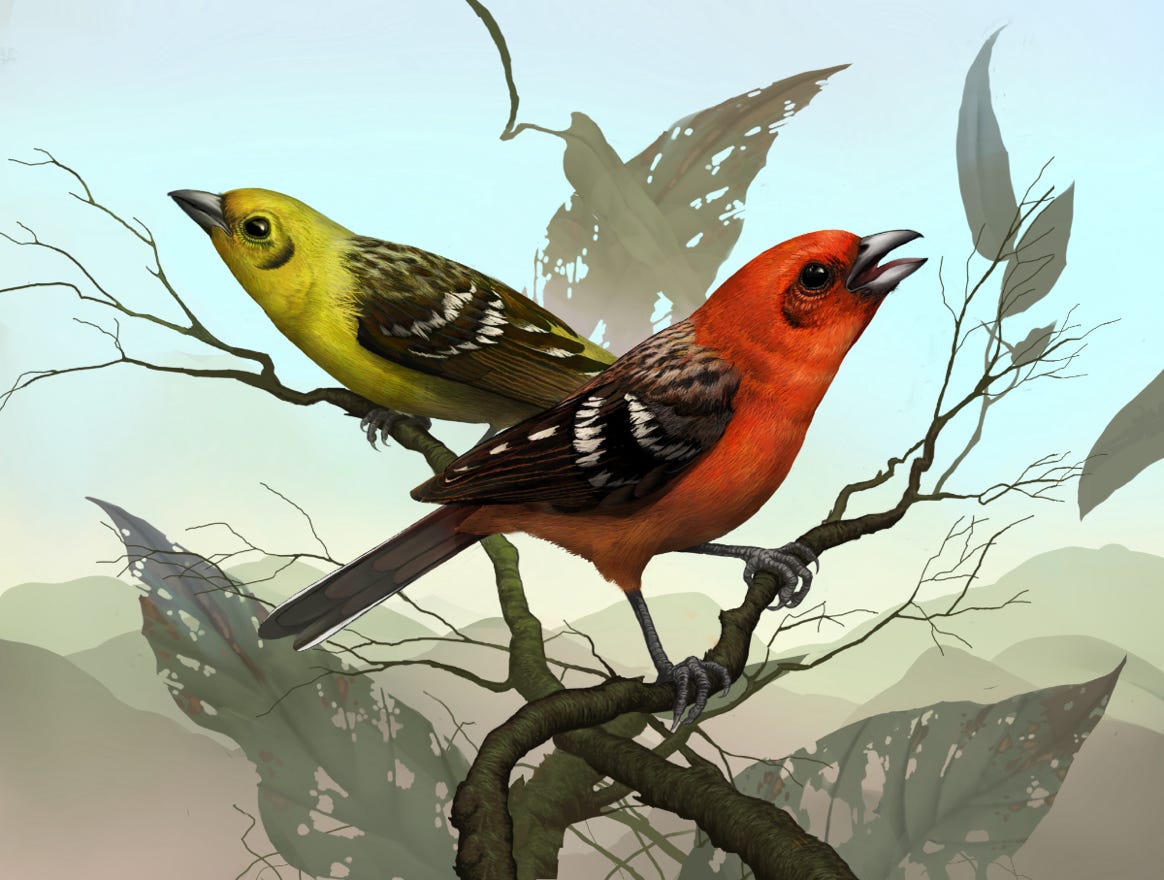 Original art by Bryan Pollock. Atelier trained, Bryan brings the mastery of fine art of line drawing and oil painting to the digital medium. Using Procreate software / app.   Family Cardinalidae Genus Piranga. Common to Costa Rica.