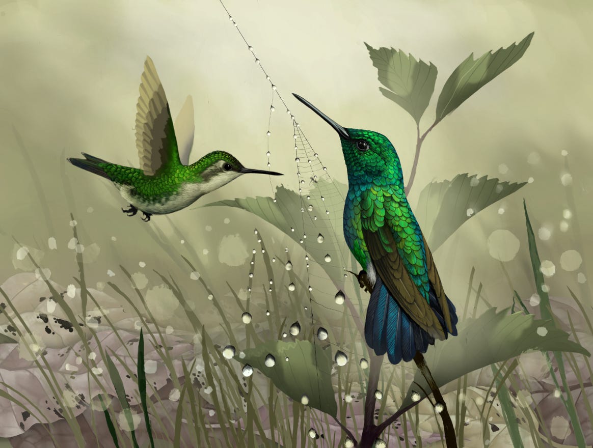 Endemic to Costa Rica, Nicaragua and western Panama.  Original art by Bryan Pollock. Atelier trained, Bryan brings the mastery of fine art of line drawing and oil painting to the digital medium. Using Procreate software / app. Family Trochilidae Genus Chlorostilbon. 