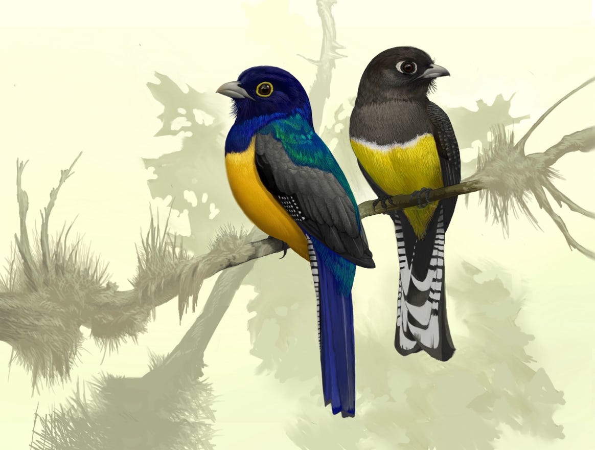 Original art by Bryan Pollock. Atelier trained, Bryan brings the mastery of fine art of line drawing and oil painting to the digital medium. Using Procreate software / app. Family Trogonidae Genus Trogon. Common to Costa Rica.