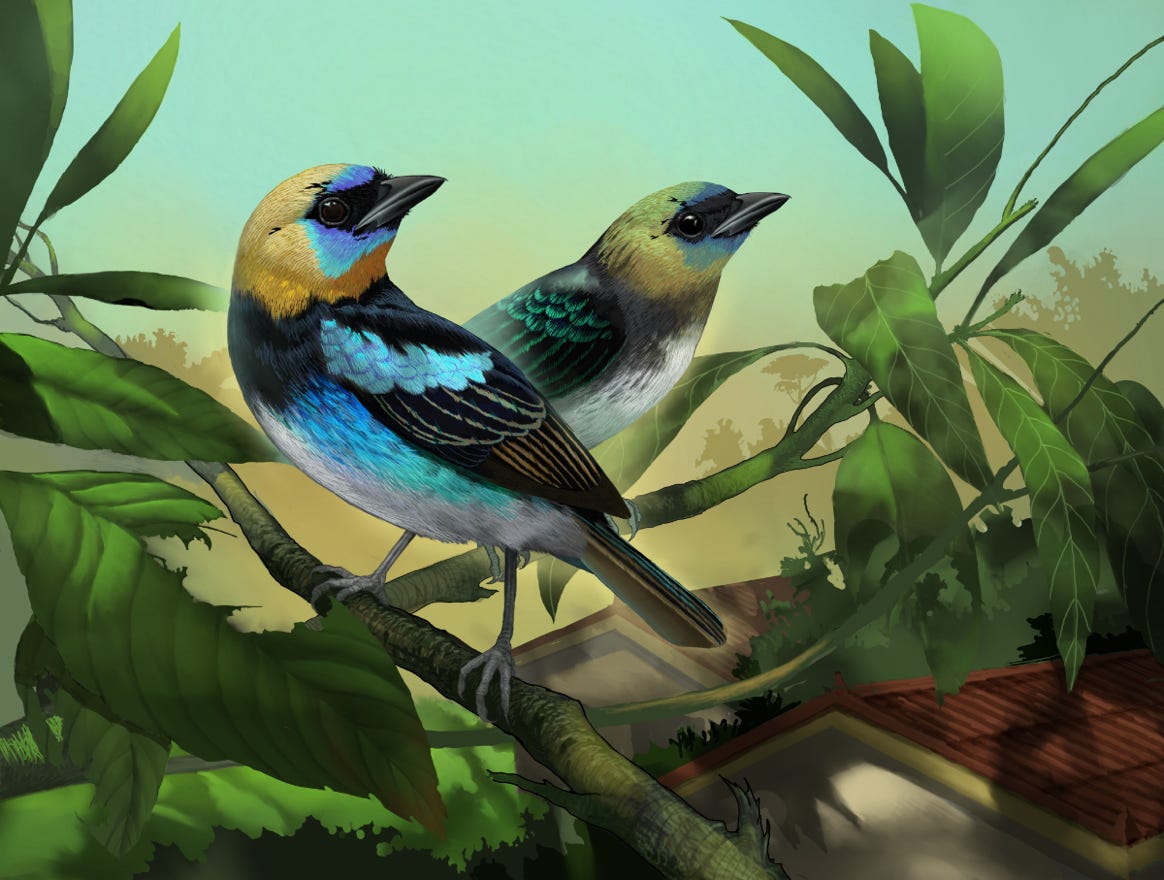 Original art by Bryan Pollock. Atelier trained, Bryan brings the mastery of fine art of line drawing and oil painting to the digital medium. Using Procreate software / app. Family Thraupidae Genus Stilpnia. Common to Costa Rica. 