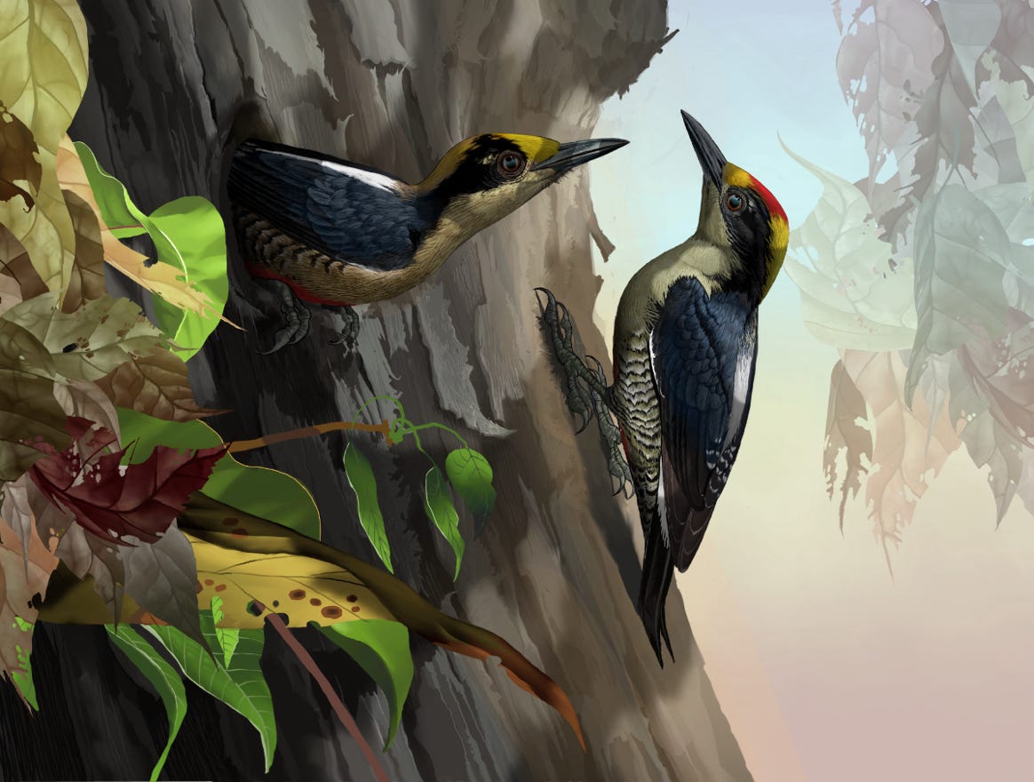 Endemic; southwest Costa Rica to western Panama. Original art by Bryan Pollock. Atelier trained, Bryan brings the mastery of fine art of line drawing and oil painting to the digital medium. Using Procreate software / app.   Family Picidae Genus Melanerpes. 