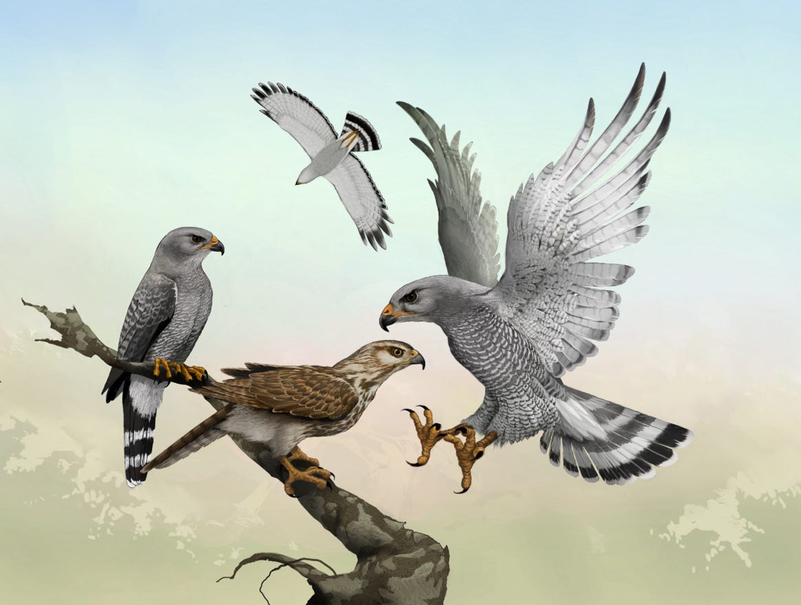 Original art by Bryan Pollock. Atelier trained, Bryan brings the mastery of fine art of line drawing and oil painting to the digital medium. Using Procreate software / app. Family Accipitridae Genus Buteo. Common to Costa Rica. 