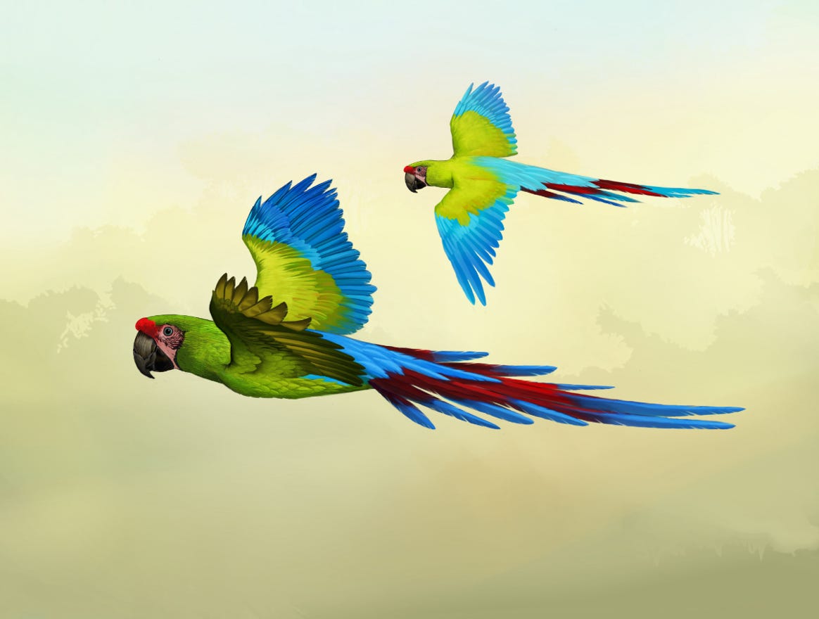 Original art by Bryan Pollock. Atelier trained, Bryan brings the mastery of fine art of line drawing and oil painting to the digital medium. Using Procreate software / app. Family Psittacidae Genus Ara.  Common to Costa Rica.