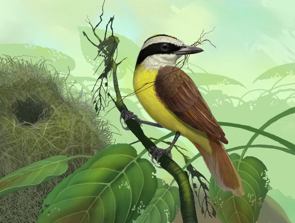 Original art by Bryan Pollock. Atelier trained, Bryan brings the mastery of fine art of line drawing and oil painting to the digital medium. Using Procreate software / app.   Family Tyrannidae Genus Pitangus. Common to Costa Rica.