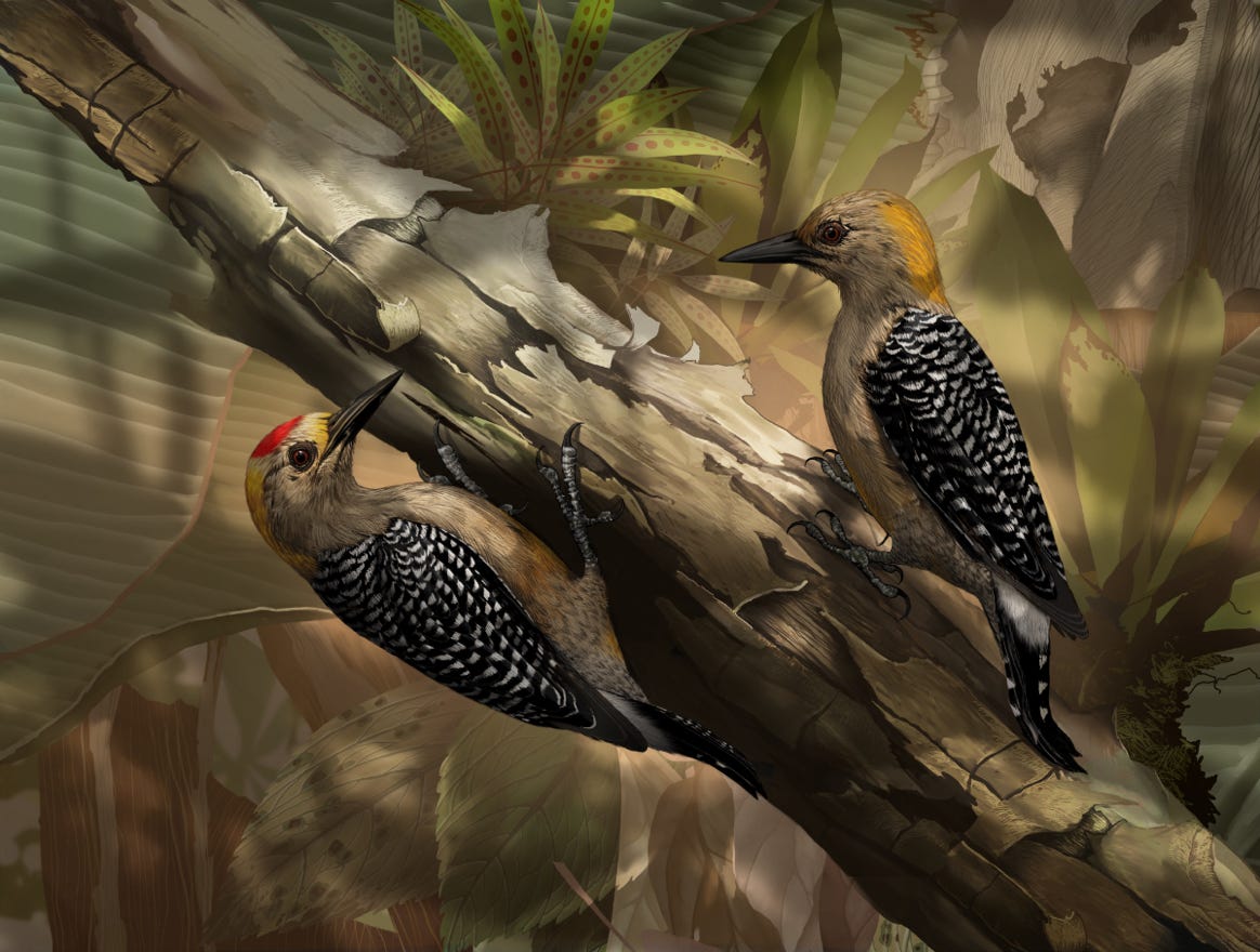 Endemic; restricted to the Pacific slope from Honduras south to Costa Rica. Original art by Bryan Pollock. Atelier trained, Bryan brings the mastery of fine art of line drawing and oil painting to the digital medium. Using Procreate software / app.   Family Picidae Genus Melanerpes. 