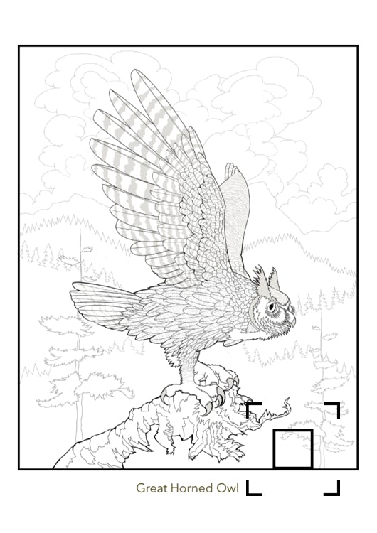 Great Horned Owl Bubo virginianus