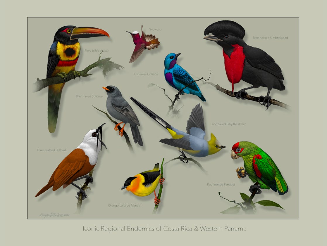 Original art by Bryan Pollock. Atelier trained, Bryan brings the mastery of fine art of line drawing and oil painting to the digital medium. Using Procreate software / app. Family Trochilidae Genus Amazilia. Common to Costa Rica. 