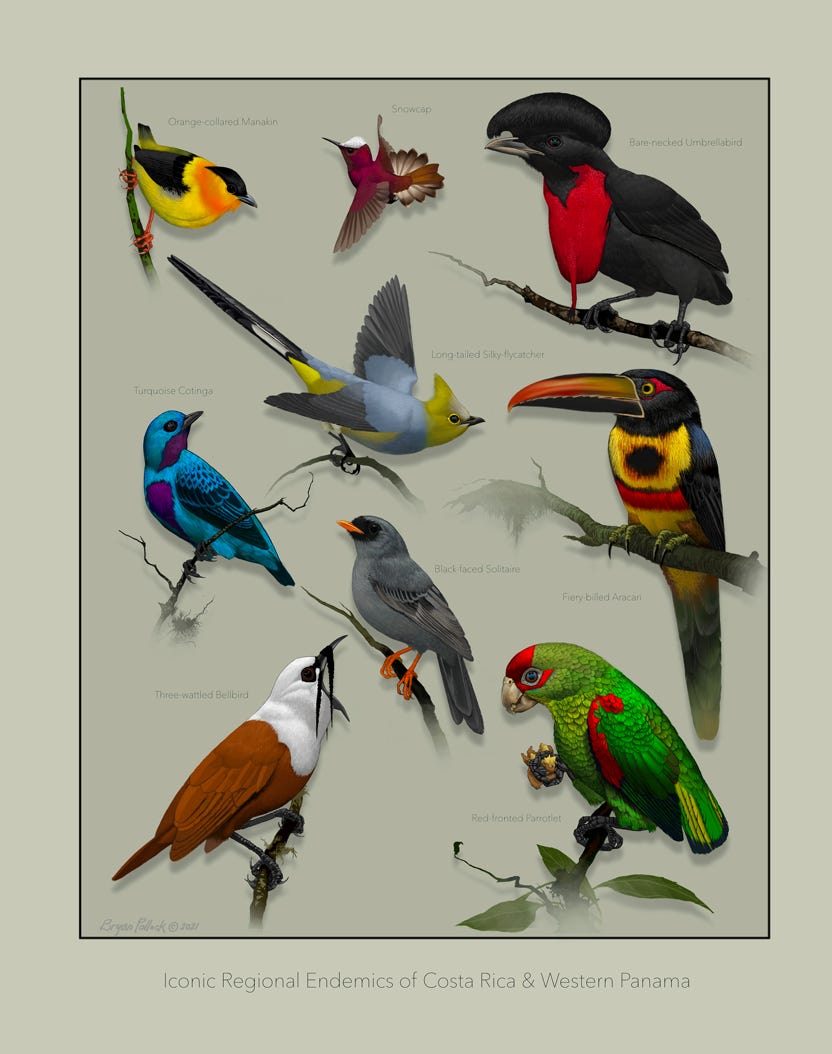 Original art by Bryan Pollock. Atelier trained, Bryan brings the mastery of fine art of line drawing and oil painting to the digital medium. Using Procreate software / app. Family Trochilidae Genus Chlorostilbon. Endemic to Costa Rica, Nicaragua and western Panama. 