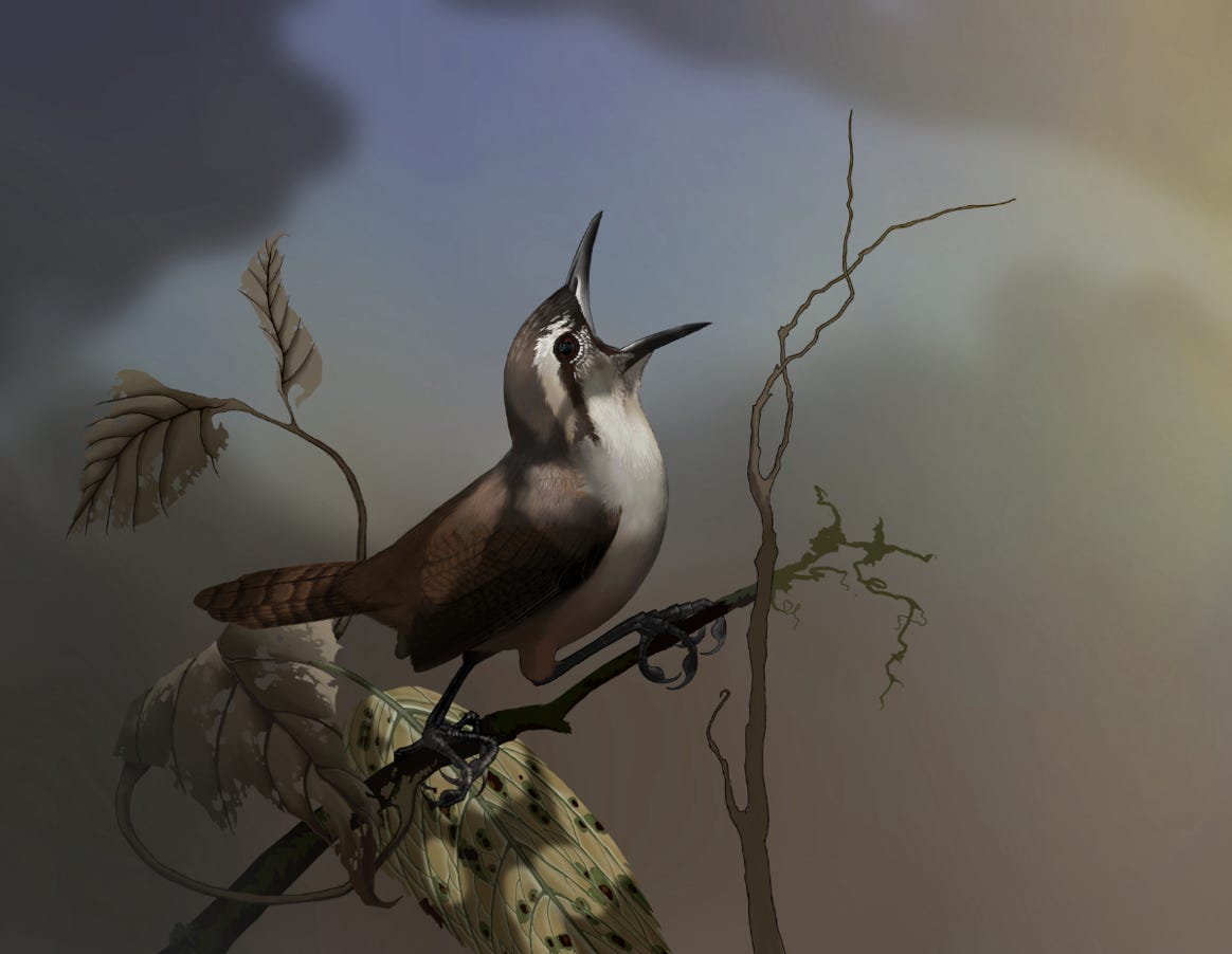 Endemic to Costa Rica and Panama. Original art by Bryan Pollock. Atelier trained, Bryan brings the mastery of fine art of line drawing and oil painting to the digital medium. Using Procreate software / app.  Family Troglodytidae Genus Cantorchilus. 